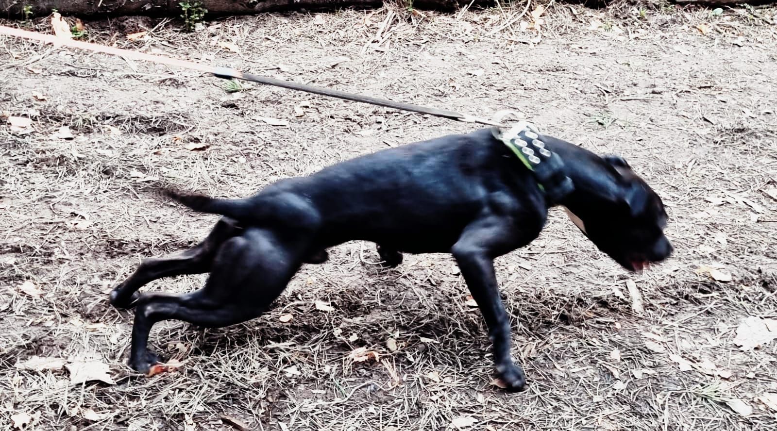 Photo of the dog