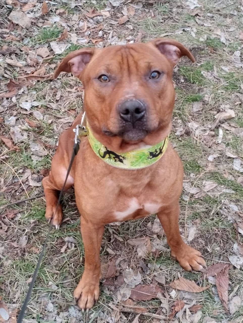 Photo of the dog