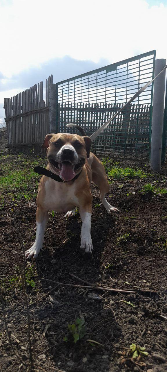 Photo of the dog