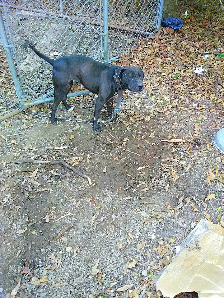 Photo of the dog