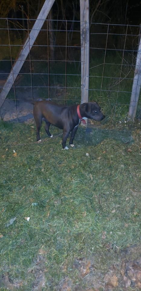 Photo of the dog