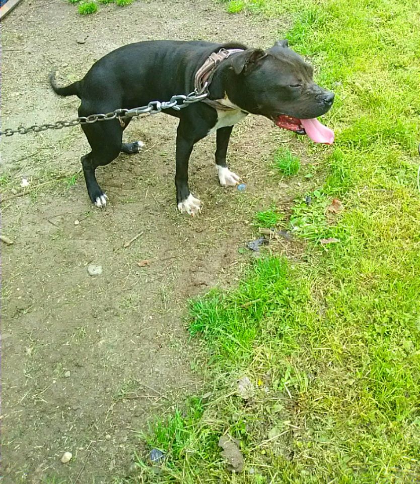 Photo of the dog