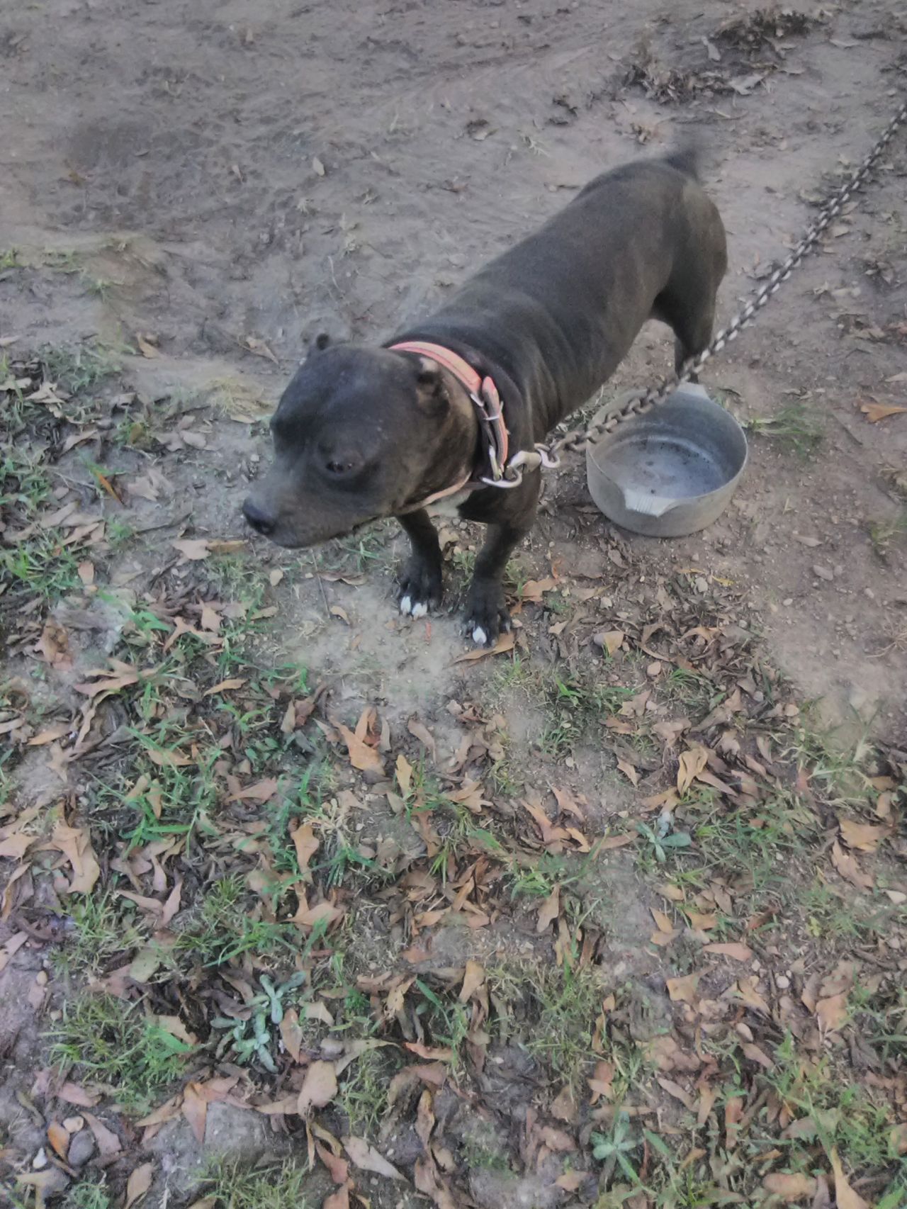 Photo of the dog