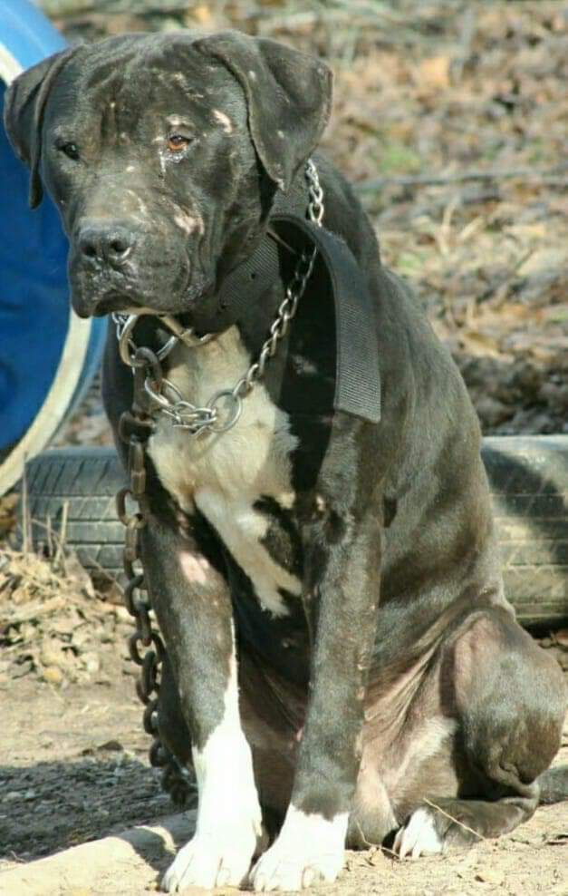 Photo of the dog