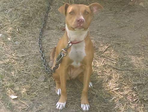 Photo of the dog