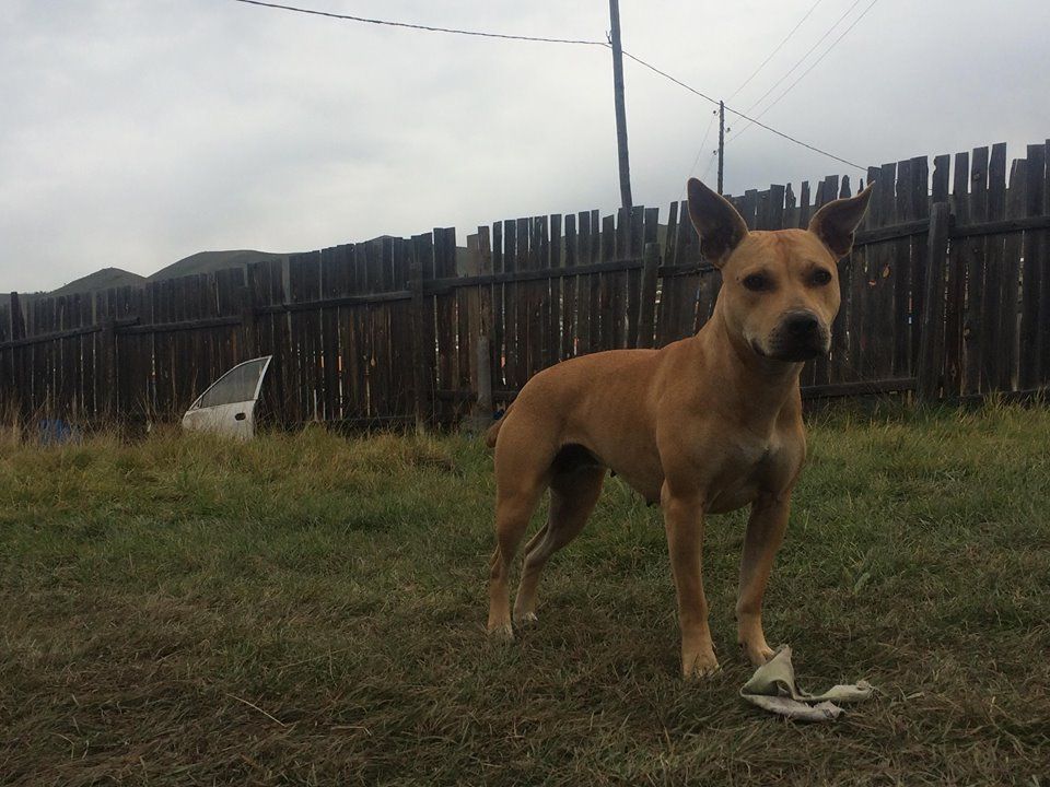 Photo of the dog