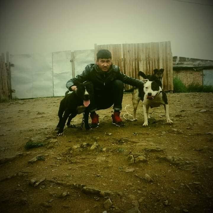 Photo of the dog