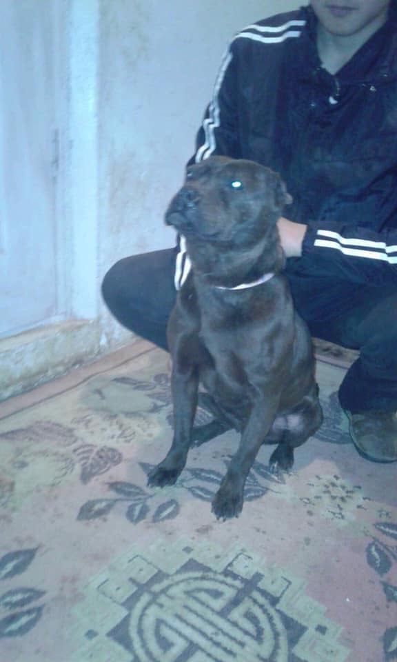 Photo of the dog