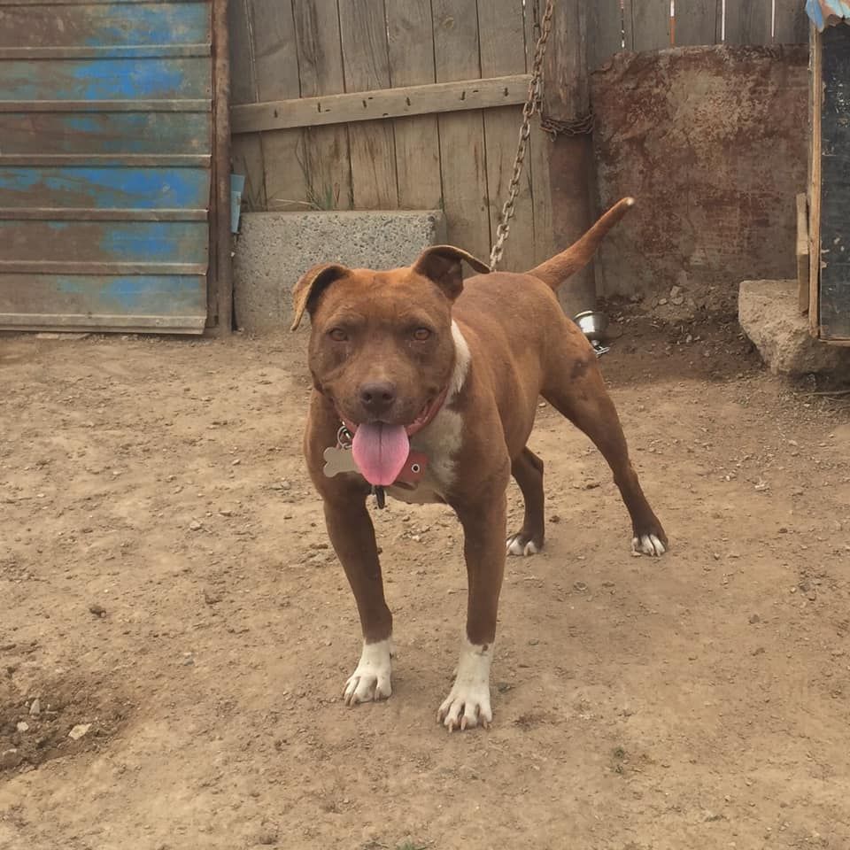 Photo of the dog