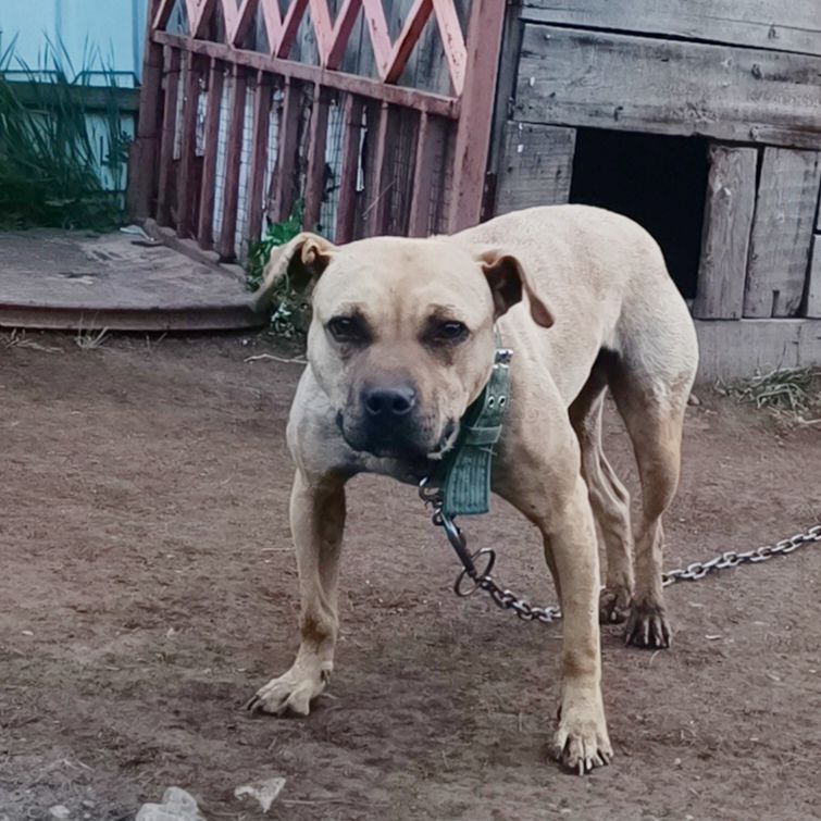 Photo of the dog