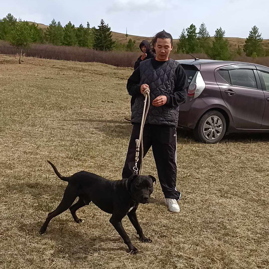 Photo of the dog