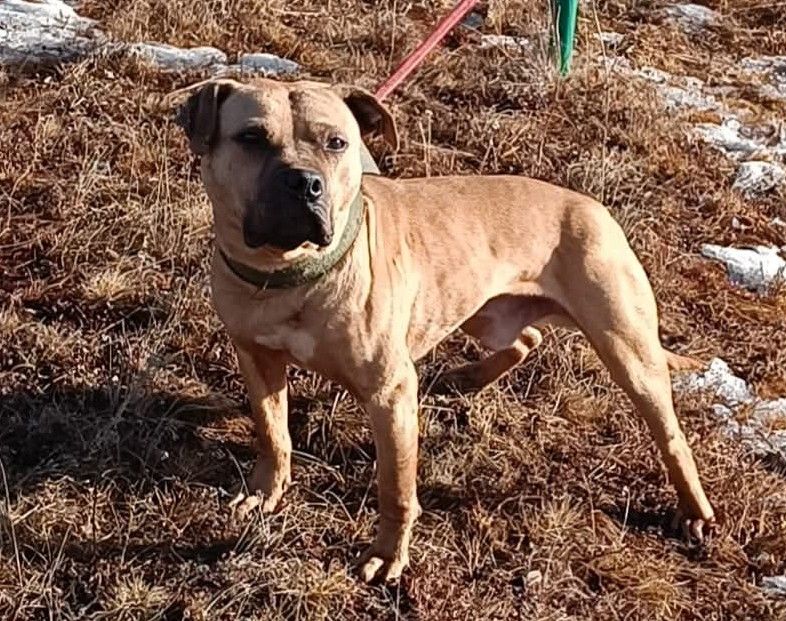Photo of the dog