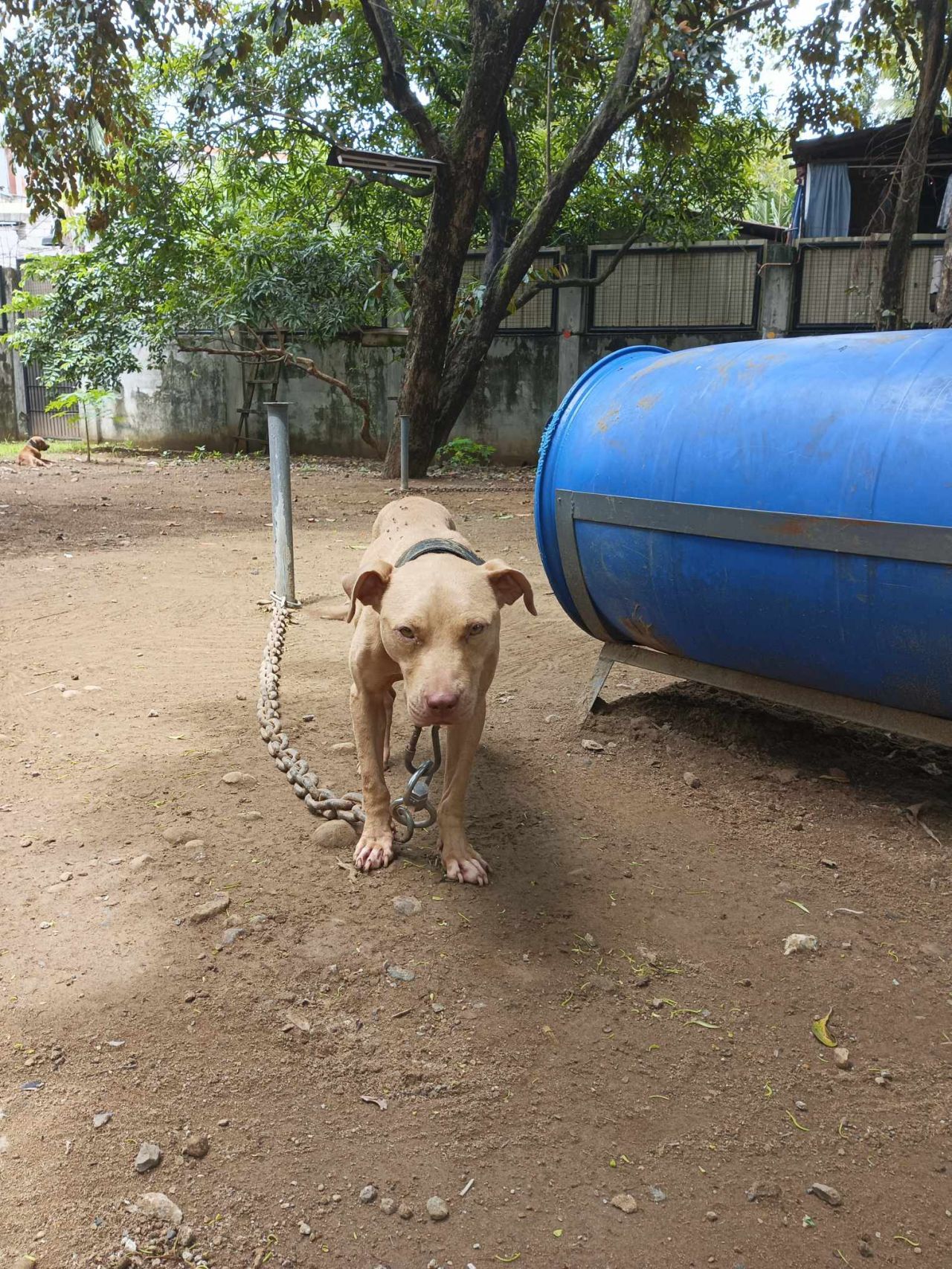Photo of the dog