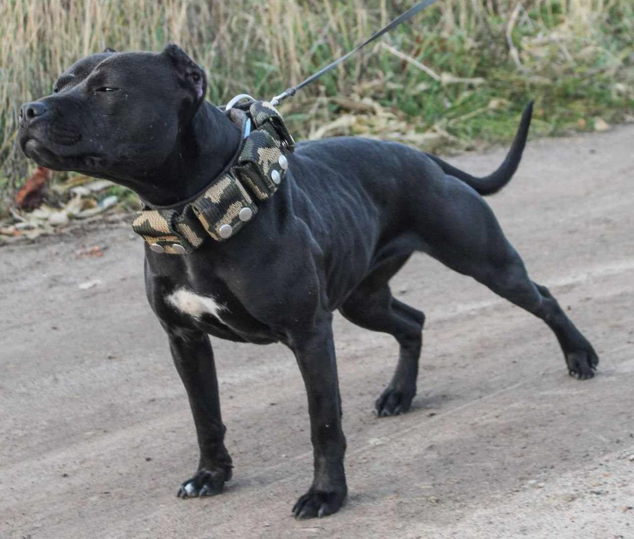 Photo of the dog