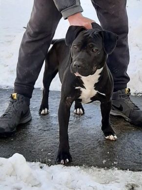 Photo of the dog