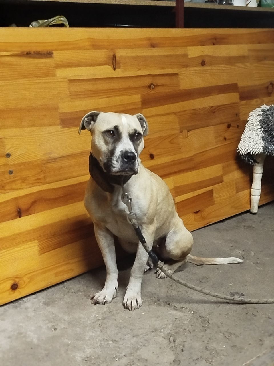 Photo of the dog