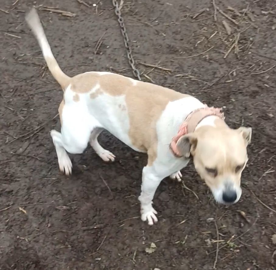 Photo of the dog