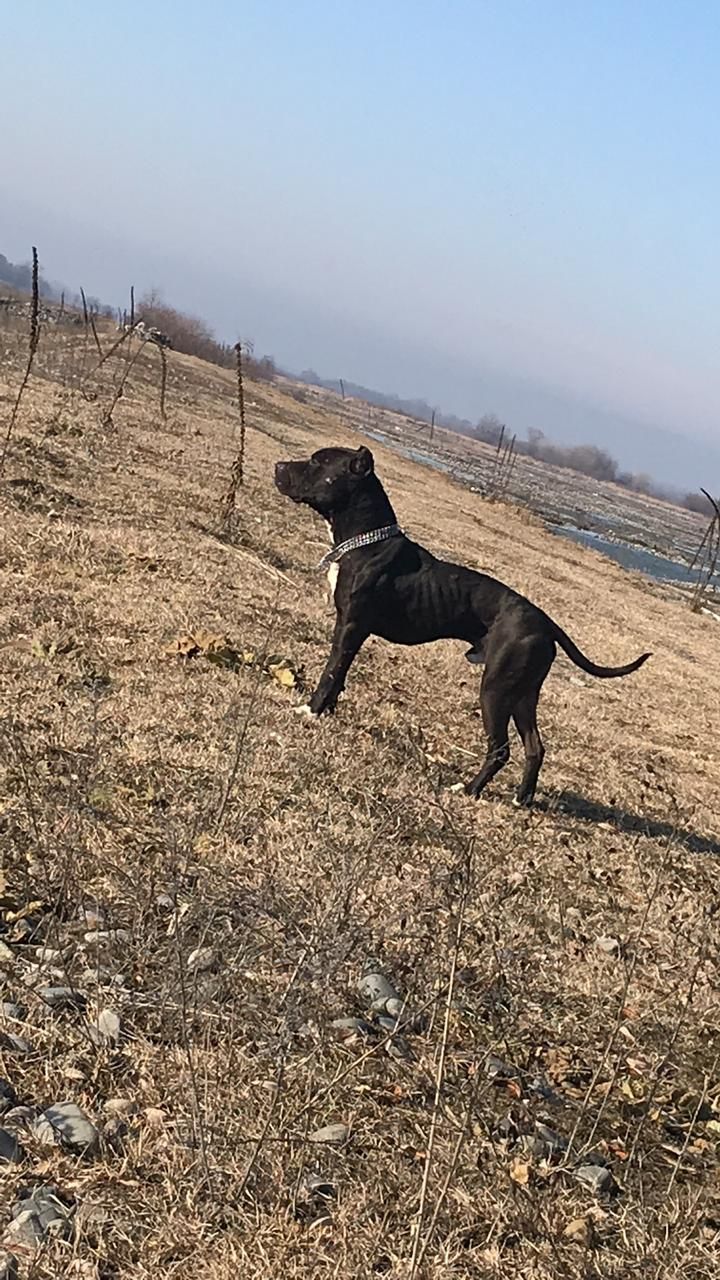 Photo of the dog