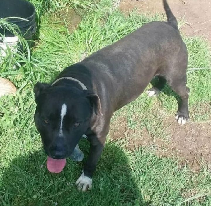 Photo of the dog