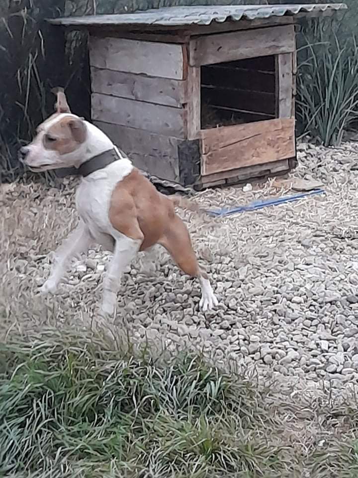 Photo of the dog