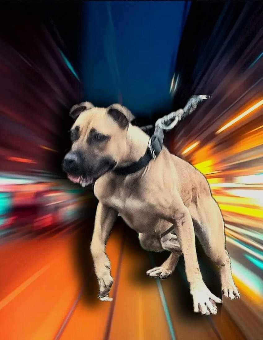 Photo of the dog