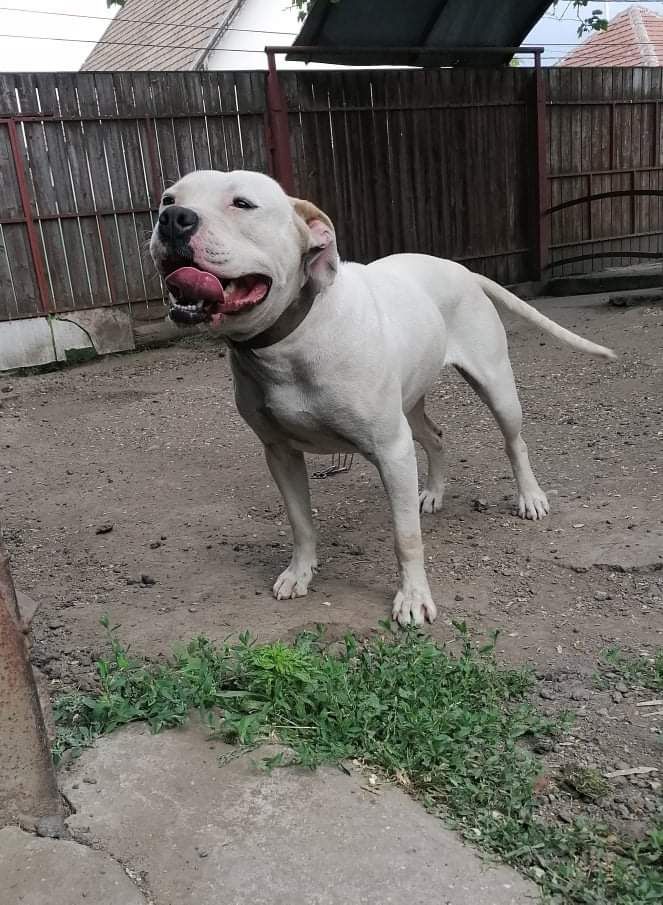 Photo of the dog