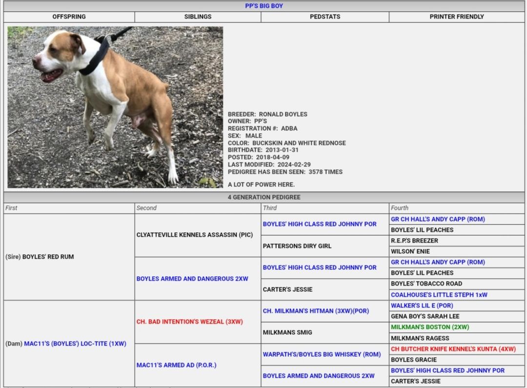 Photo of the dog