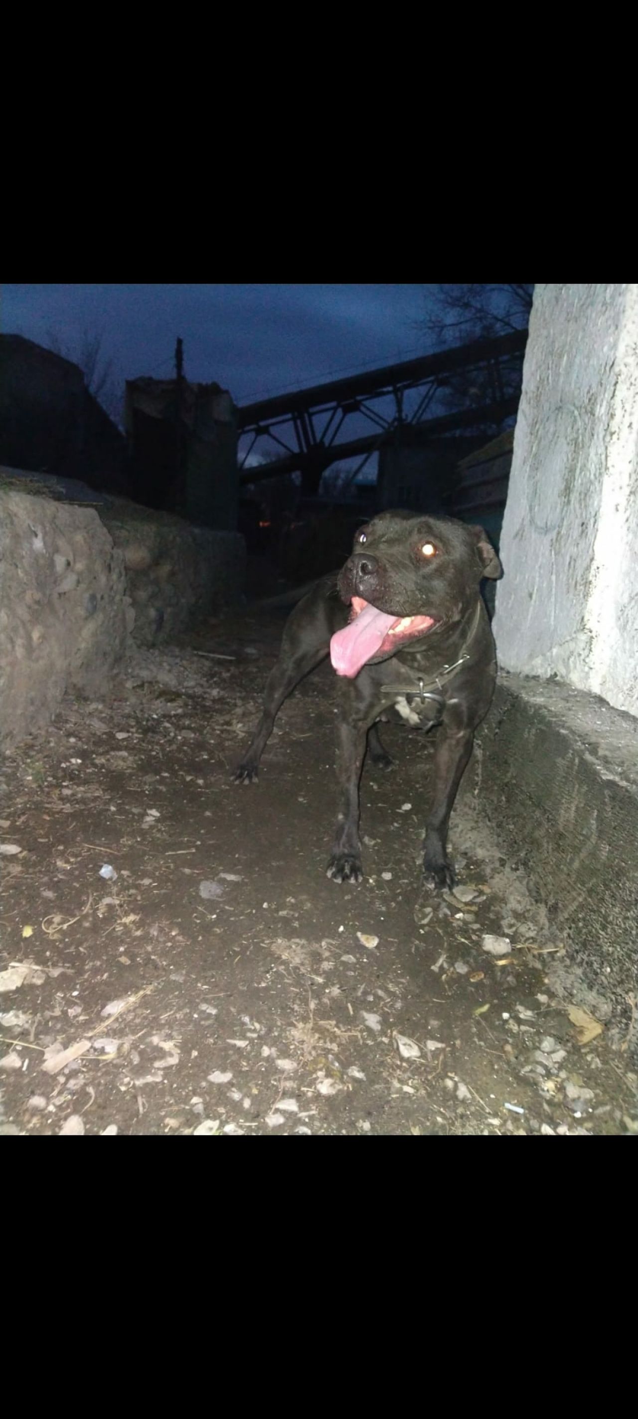 Photo of the dog
