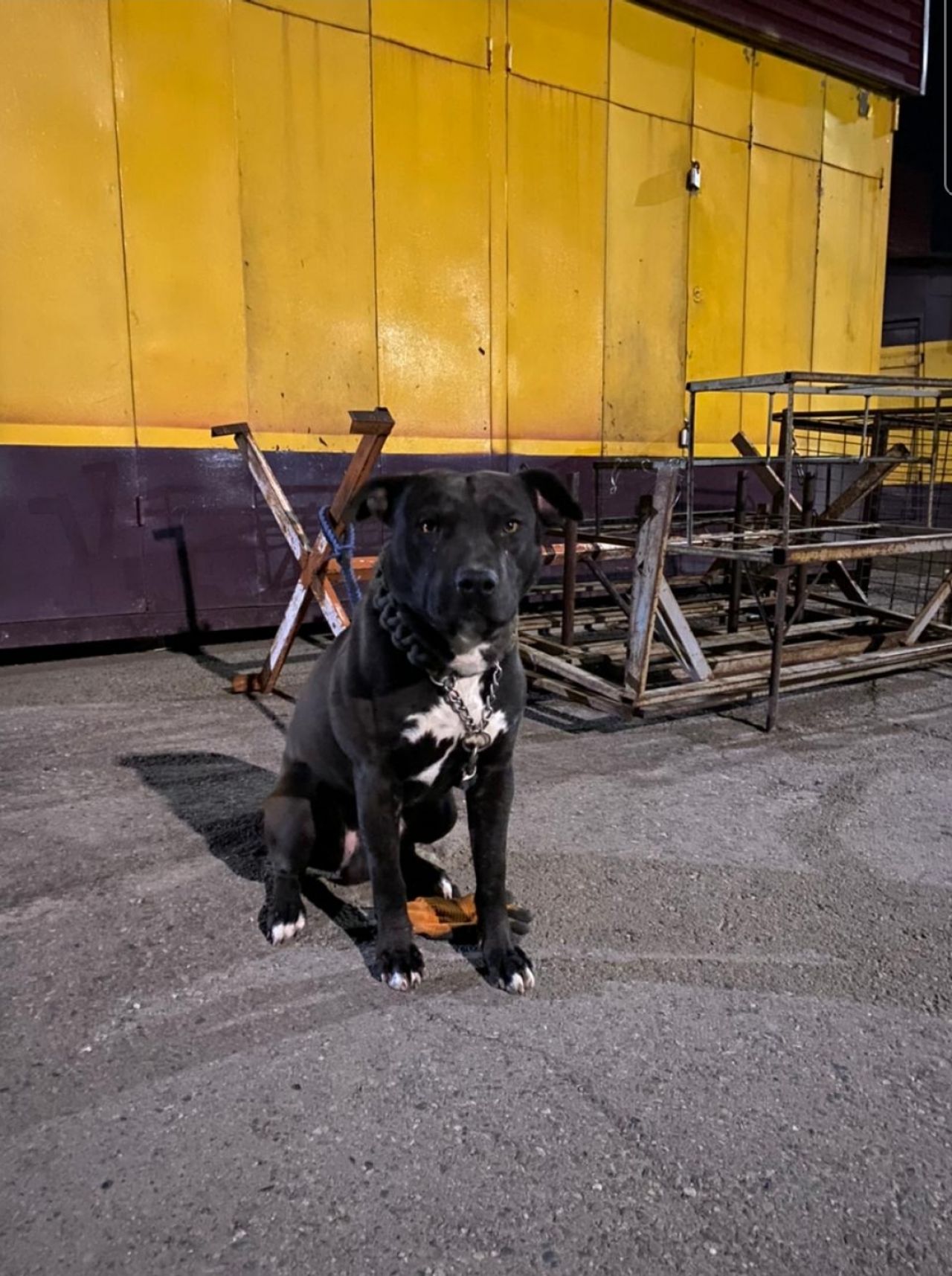 Photo of the dog