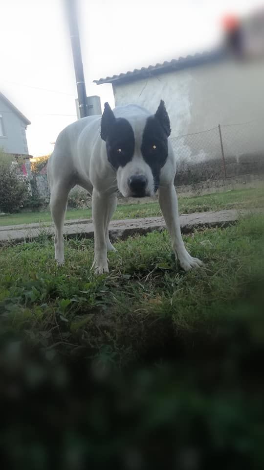Photo of the dog