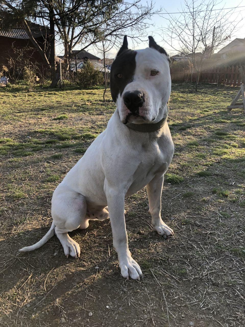 Photo of the dog