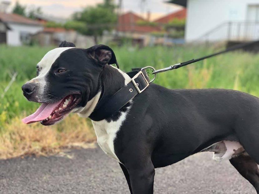 Photo of the dog