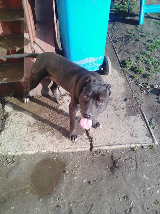 Photo of the dog