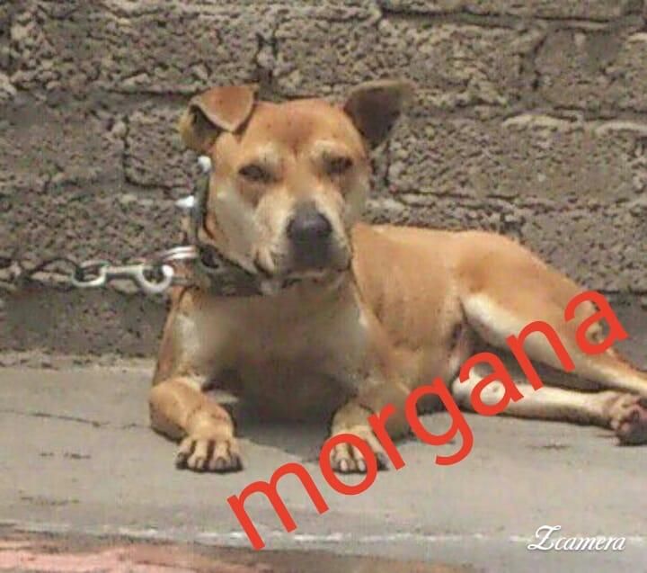 Photo of the dog