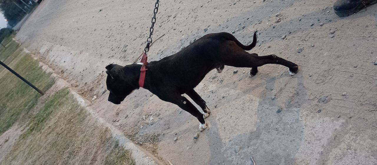 Photo of the dog