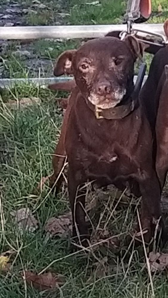 Photo of the dog