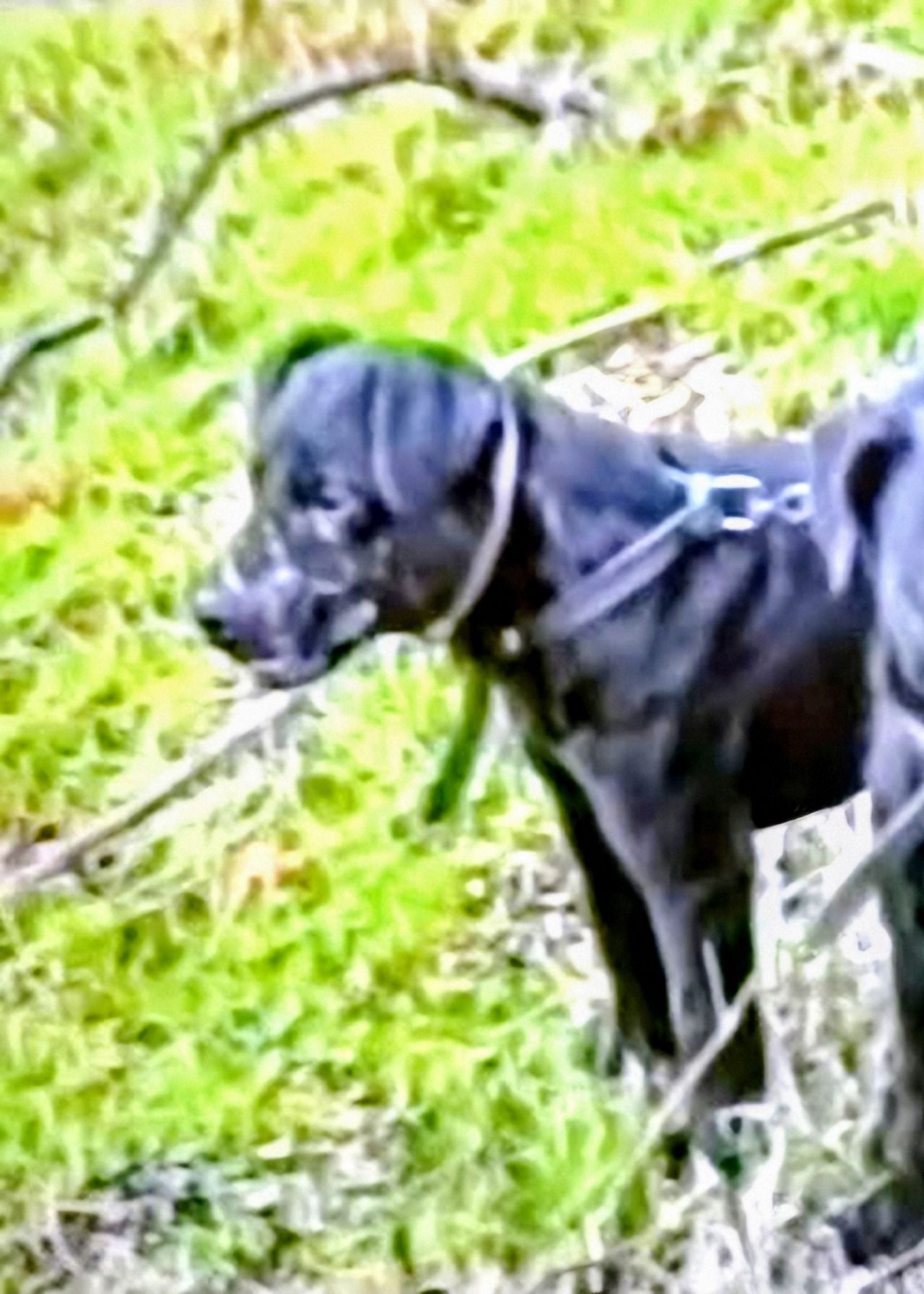 Photo of the dog