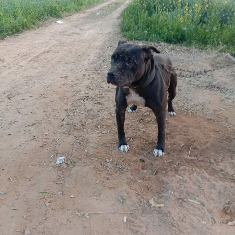 Photo of the dog