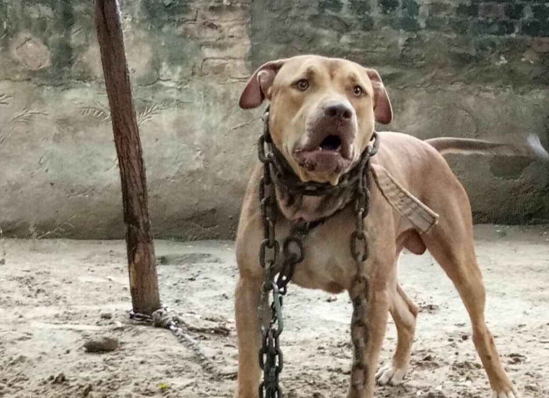 Photo of the dog