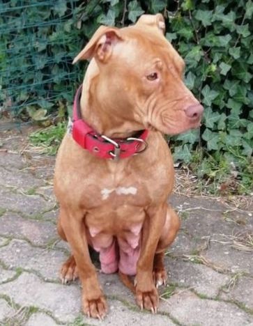 Photo of the dog