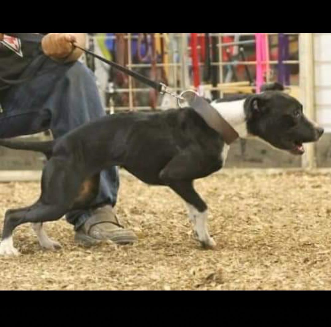 Photo of the dog