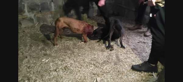 Photo of the dog