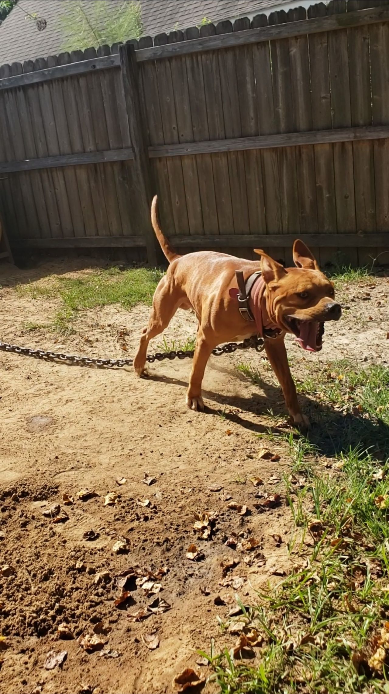 Photo of the dog