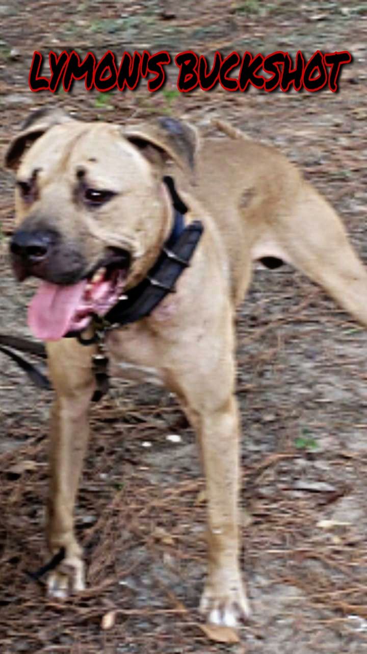 Photo of the dog