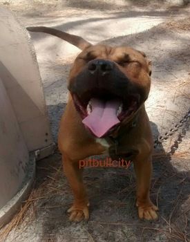 Photo of the dog