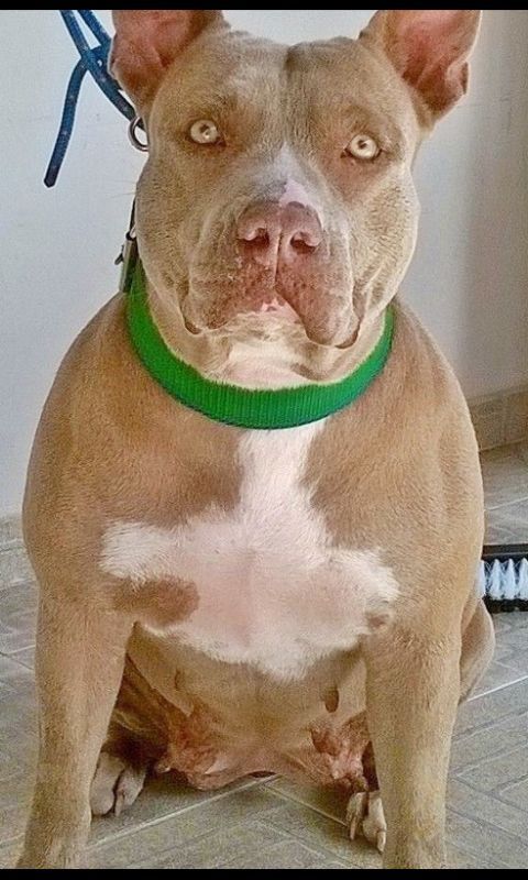 Photo of the dog
