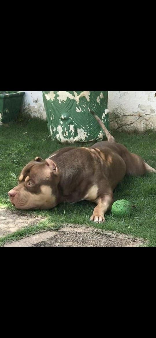 Photo of the dog