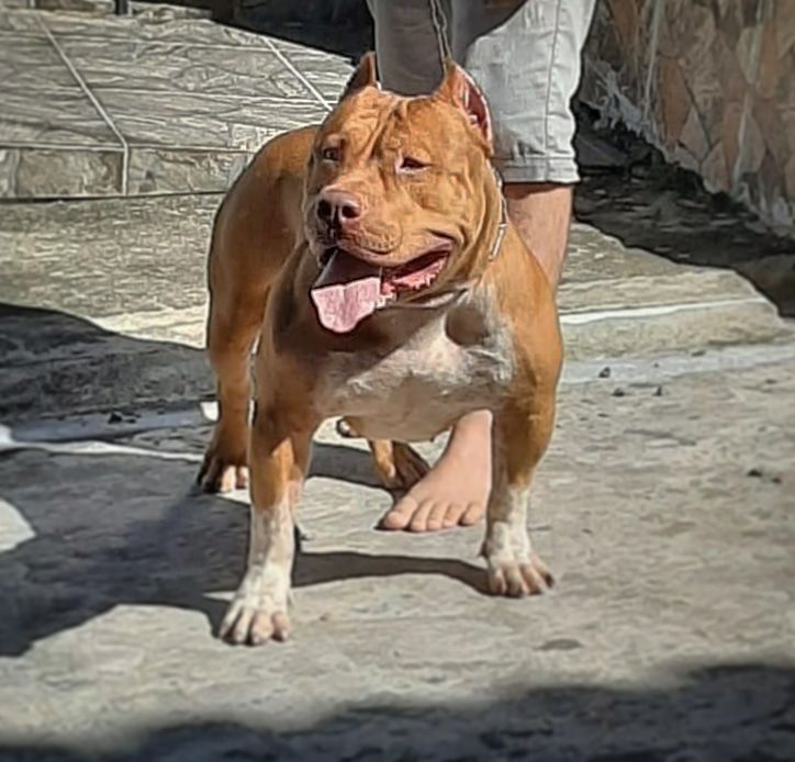 Photo of the dog