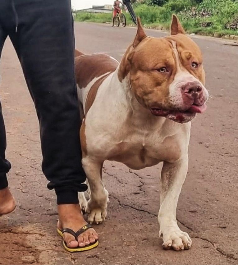 Photo of the dog