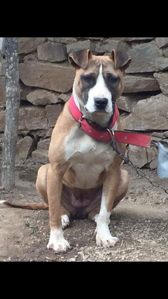 Photo of the dog